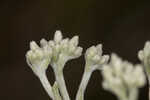 Semaphore thoroughwort